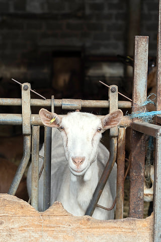 Une chèvre Saanen blanche passe la tête entre les barreaux du cornadis