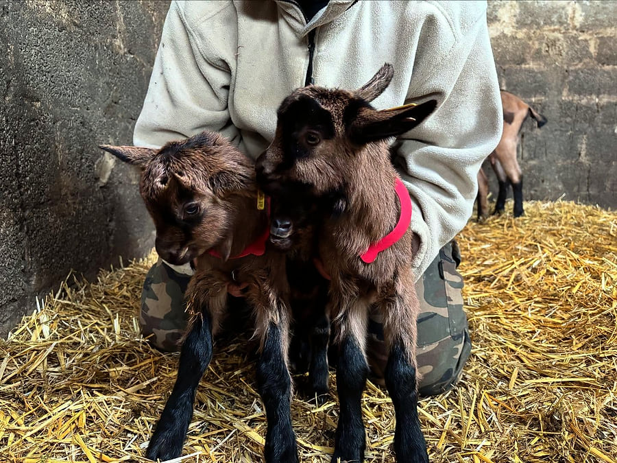 Deux chevrettes brunes tenues dans les bras, dans la paille de la nurserie