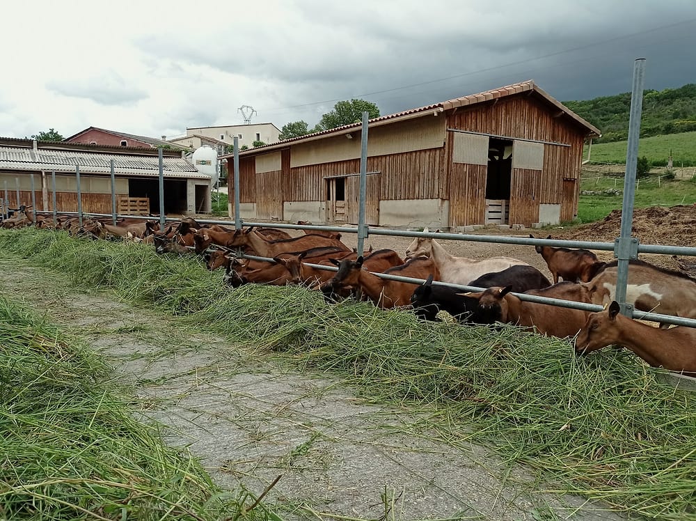 Les chèvres mangent au cornadis le long du bâtiment en bois de la chèvrerie