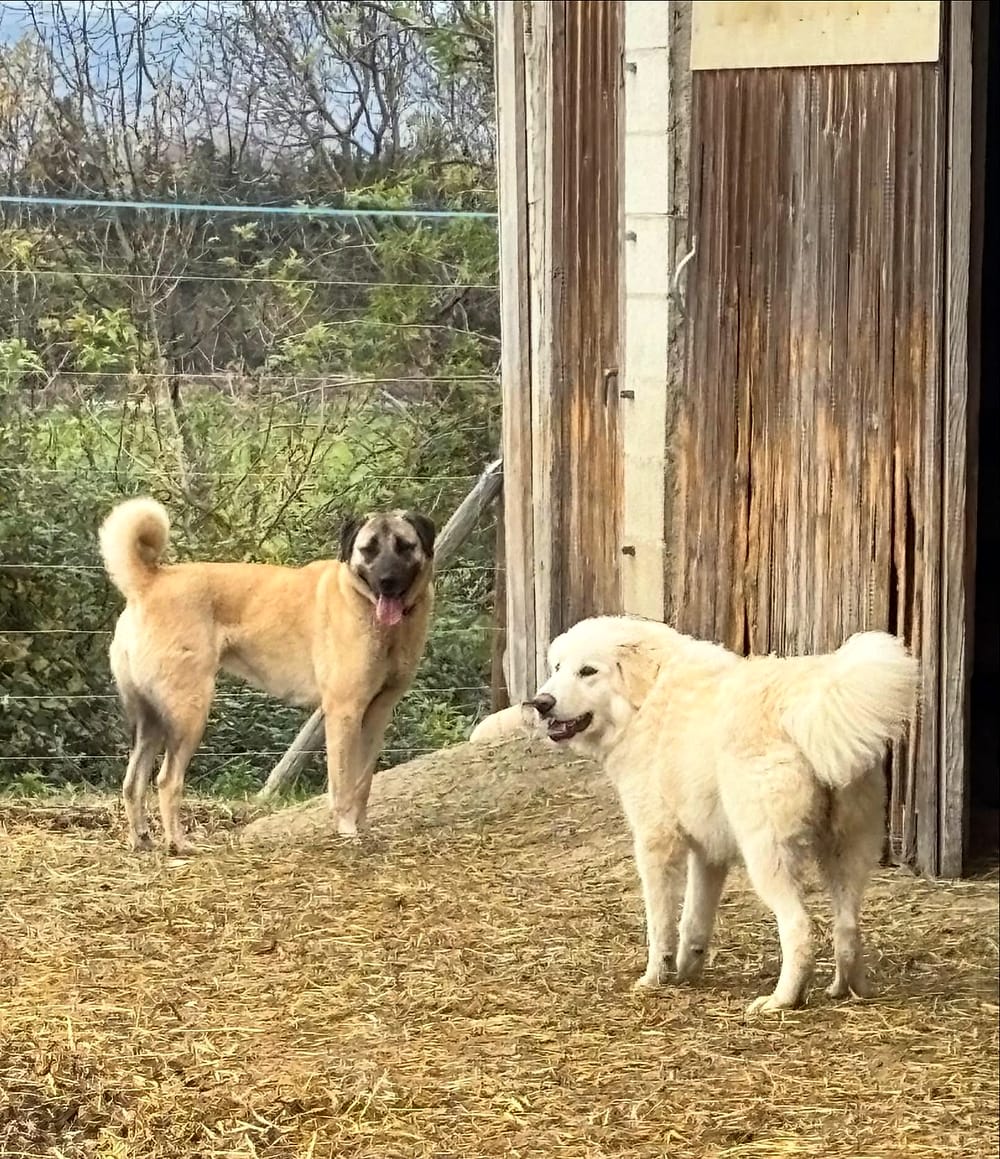 Sarah, chienne Kangal fauve, et Alaska, jeune Patou blanche, devant le bâtiment de la chèvrerie
