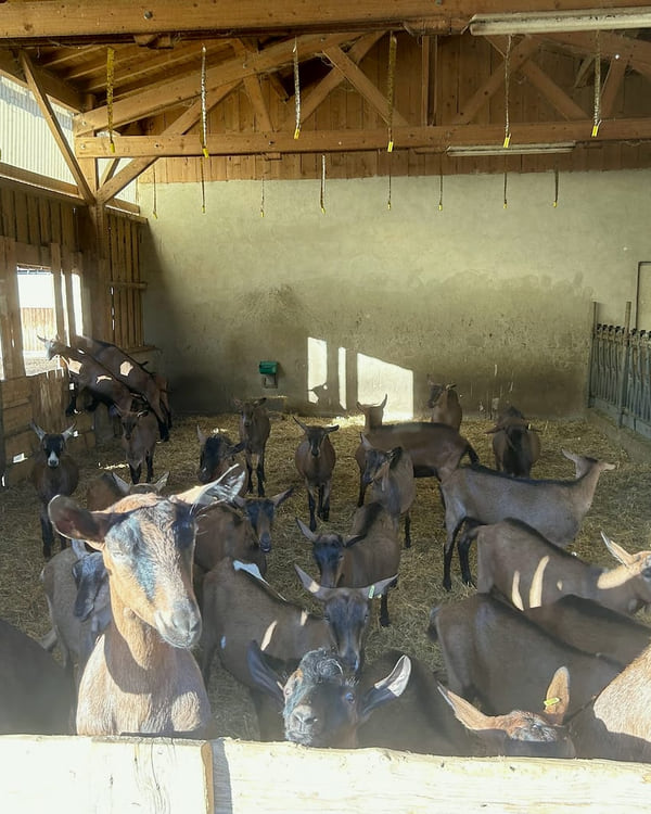 Les chèvres attendent dans la chèvrerie, derrière les barrières