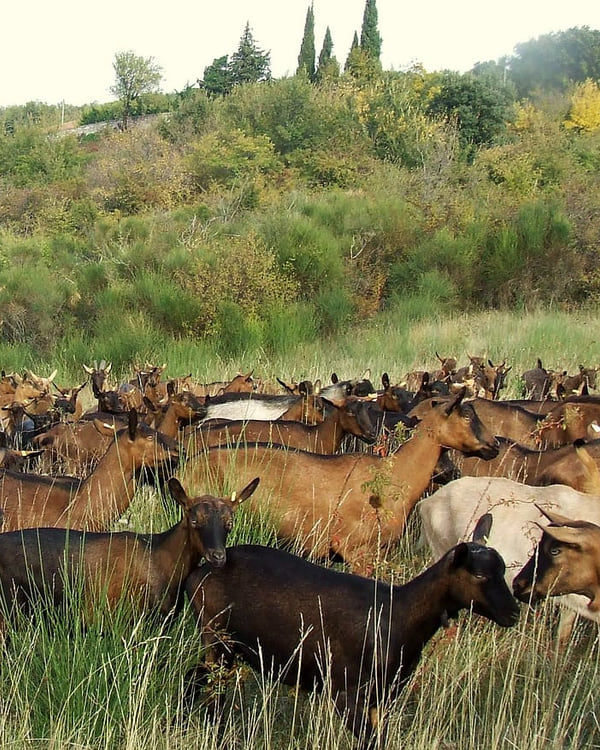 Les chèvres broutent dans la garrigue, au milieu des arbustes